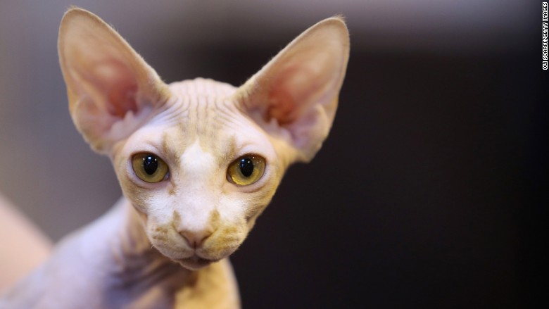 sphynx cat