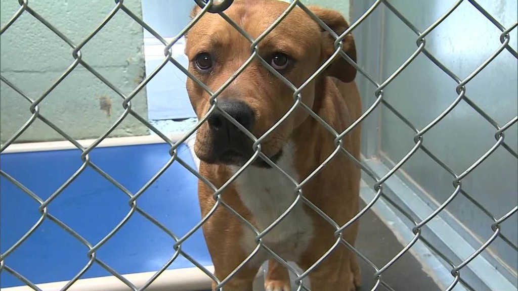 Owner pays thousands to get dogs off death row