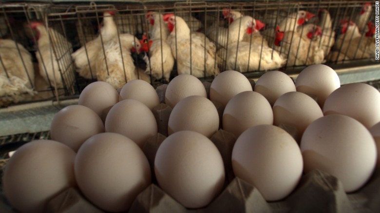 cage hen egg gm