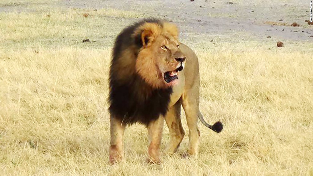 Can Cecil the Lion's death spark change?