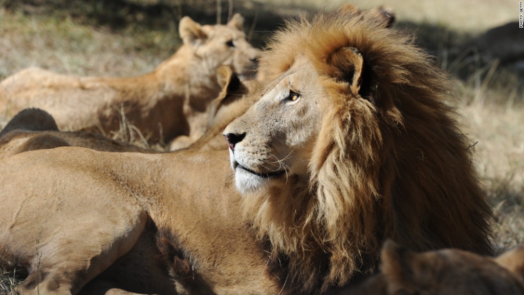 Several airlines ban animal trophies as cargo