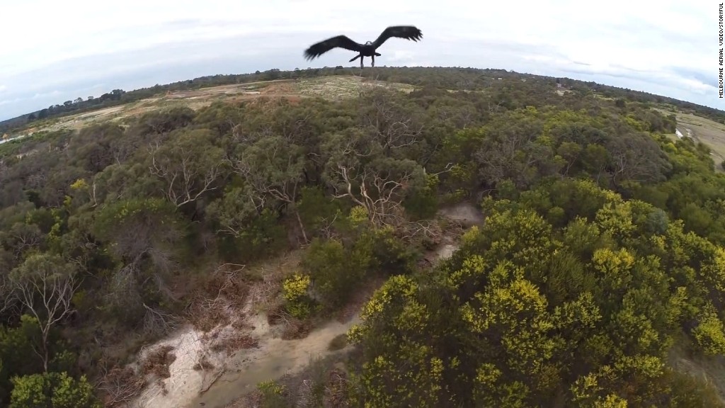 Eagle knocks drone out of sky 