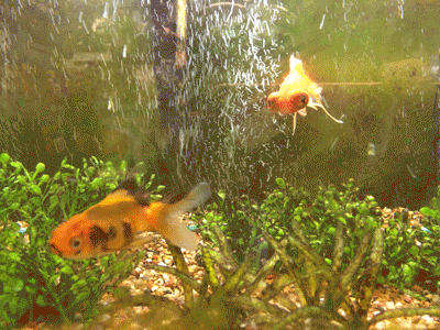 goldfish gif