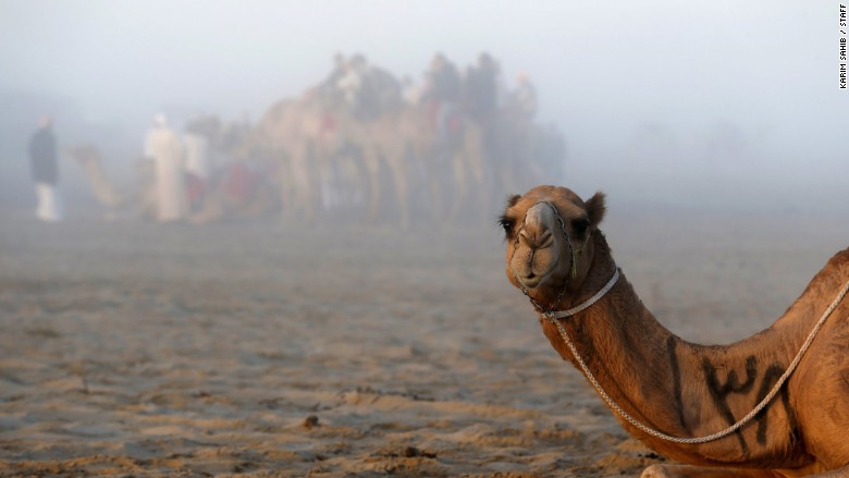 middle east camel