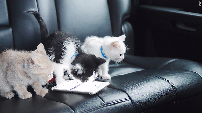 uber kittens 2