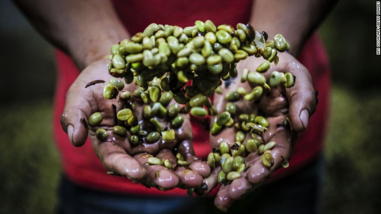 green coffee beans