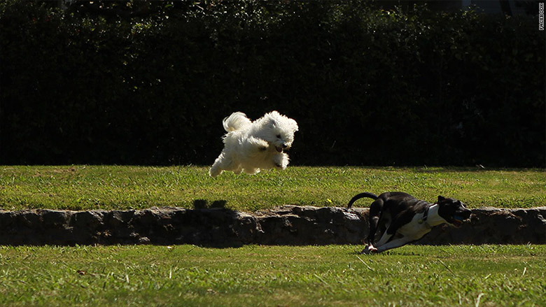 beast zuckerberg gallery flying puppy