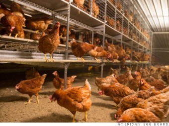 Dollar General reverses course on cage-free eggs