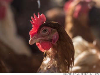 Dollar General reverses course on cage-free eggs