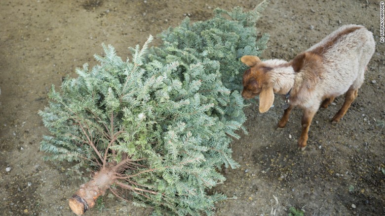 Goat christmas trees