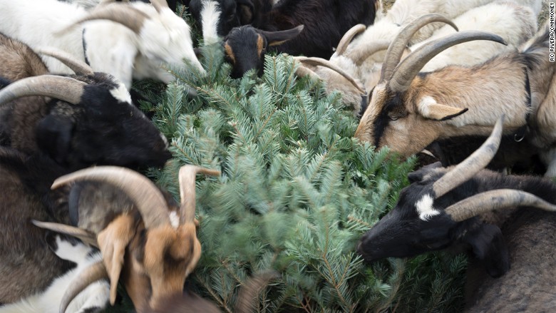 Goats eat trees