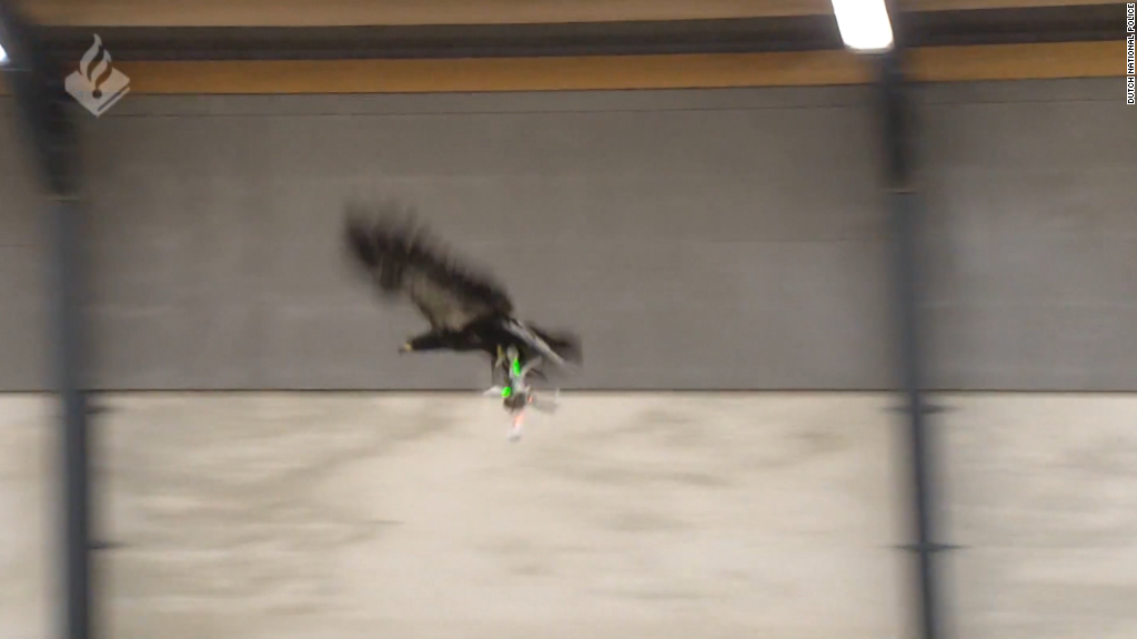 Dutch cops use eagles to hunt drones