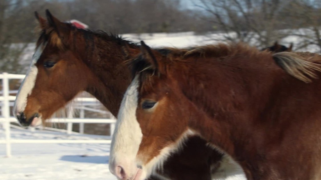 Becoming a Budweiser Clydesdale