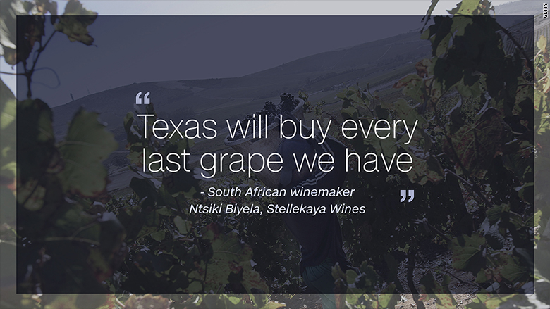 south african wine vineyard