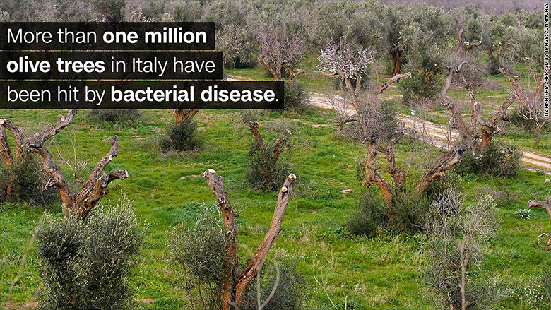 olive oil disease