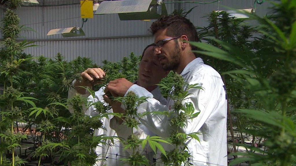 Is 'kosher' cannabis Israel's next big export?