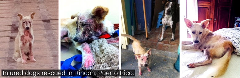 puerto rico stray dogs in story 3