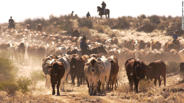 Australia cattle