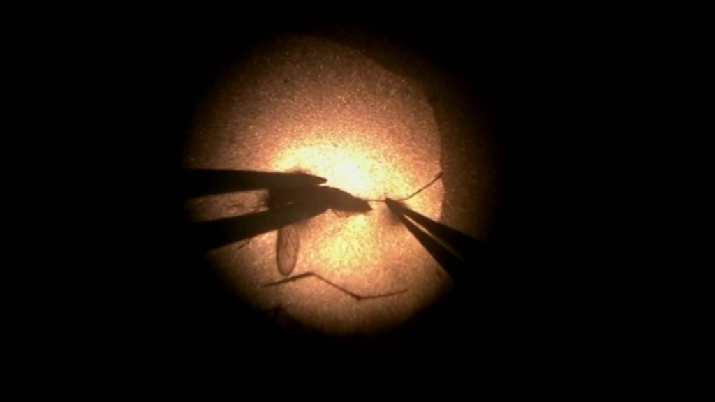 NIH Director: Zika virus unprecedented 