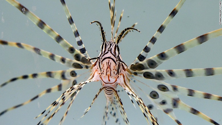 lionfish