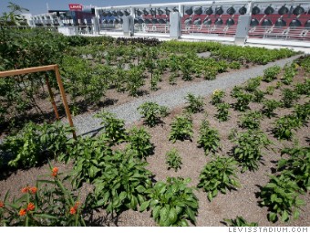 Levi's Stadium, home of the 49ers, unveils rooftop farm