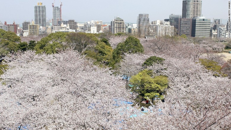 Fukuoka startup city cherry blossoms