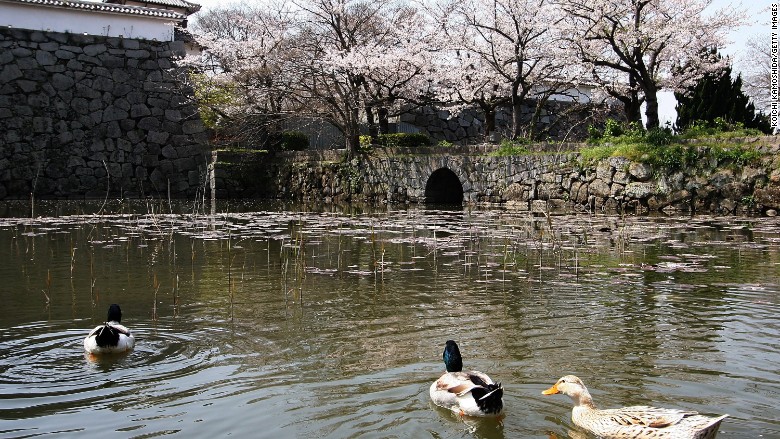 Fukuoka Castle cherry blossoms