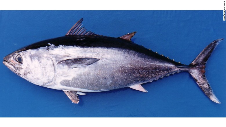 farmed Kindai bluefin tuna