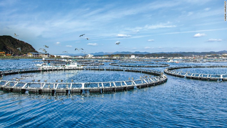 Kindai university fish farm