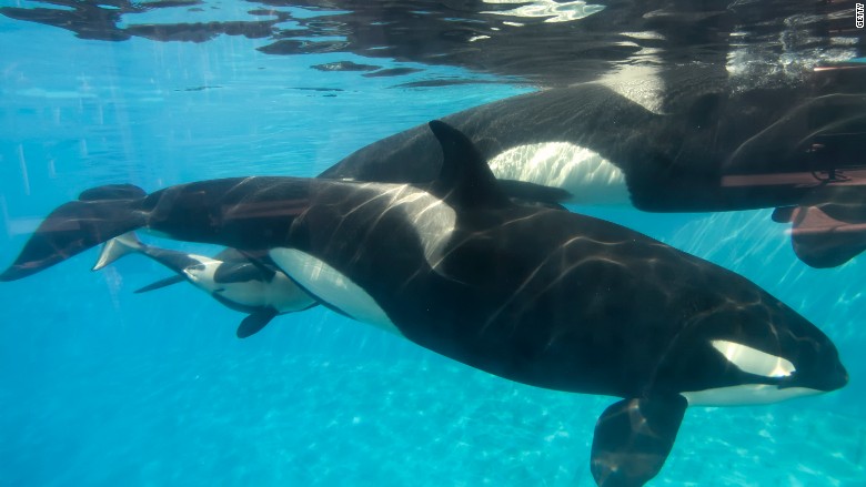 seaworld killer whale