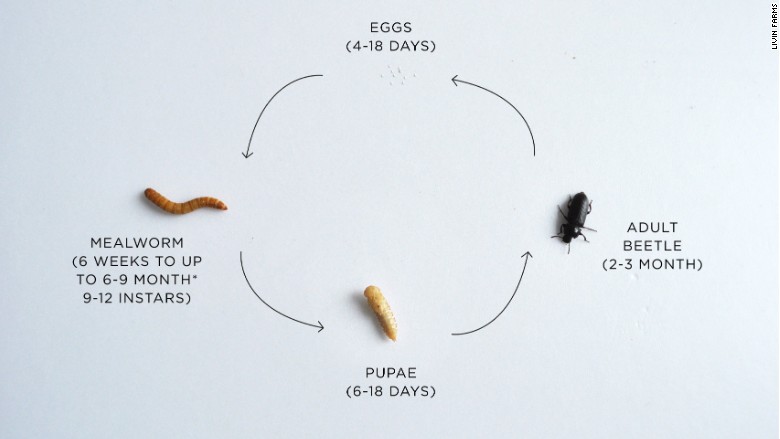 living farms the hive 3