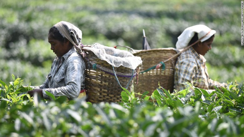 plantation workers 