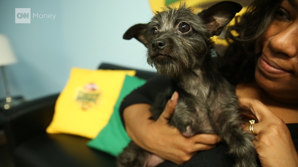Behind the scenes of the Puppy Bowl