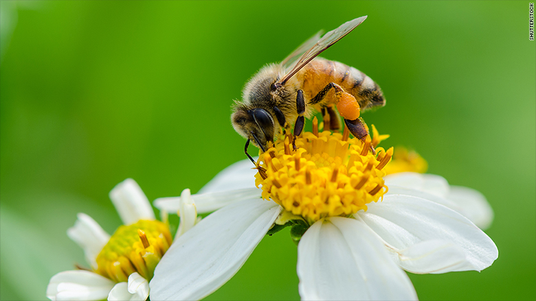 pollinating bee