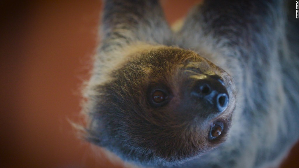 A sloth sleepover! Yes, that's a real thing