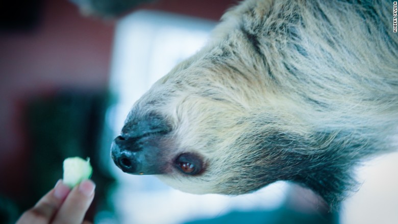 sloth eating portland oregon 2