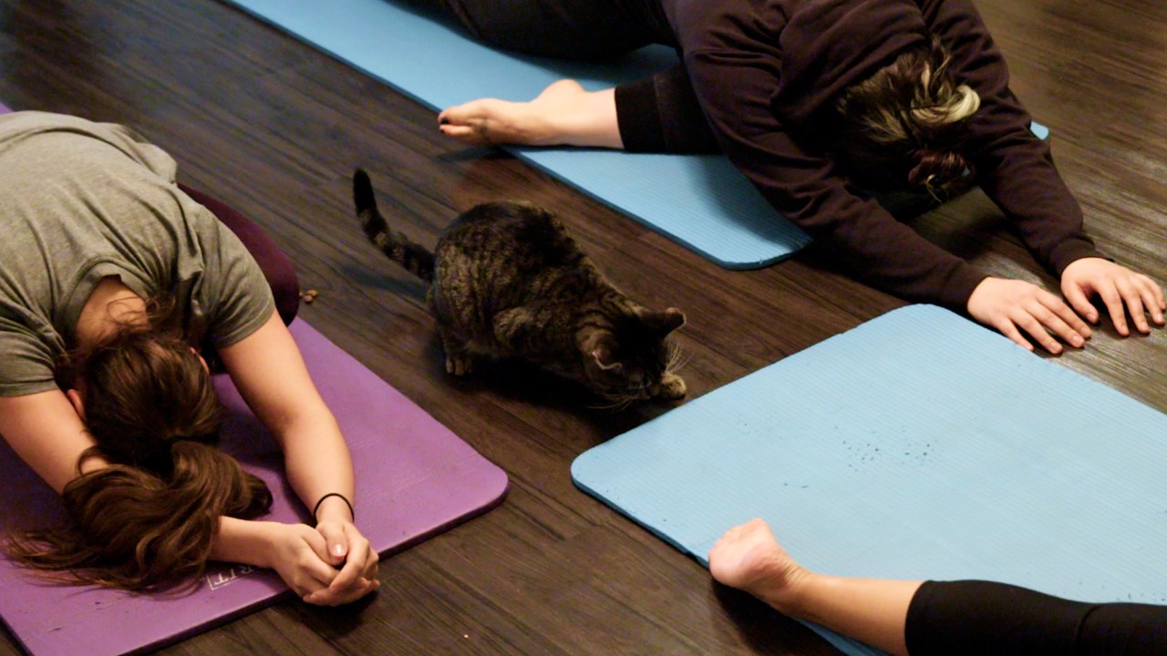 Cat Yoga Yes You Can Video Luxury