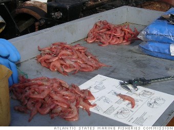 northern shrimp