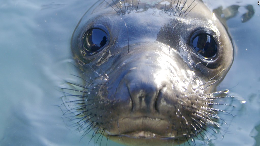 See a baby seal while on business in SF