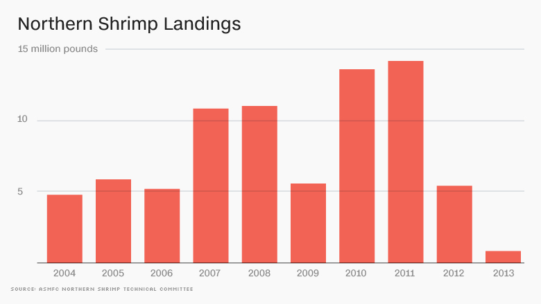 northern shrimp landings