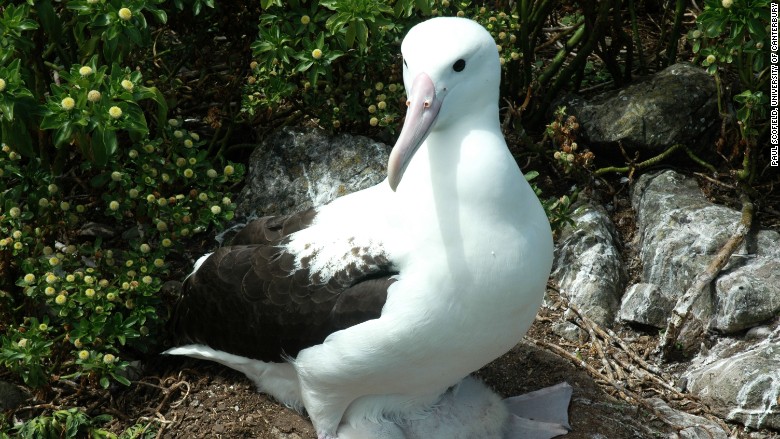 northern royal albatross 2