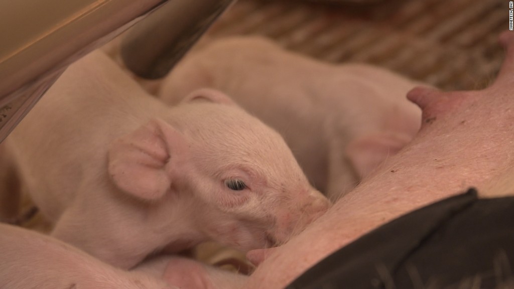 This wearable saves little piglets' lives