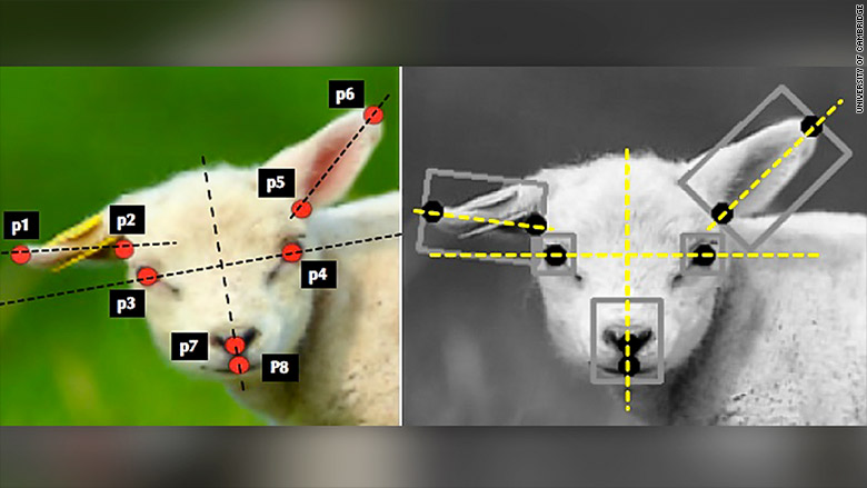 sheep ai system