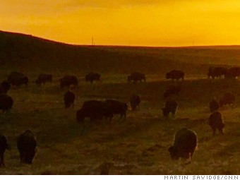 wyoming buffalo