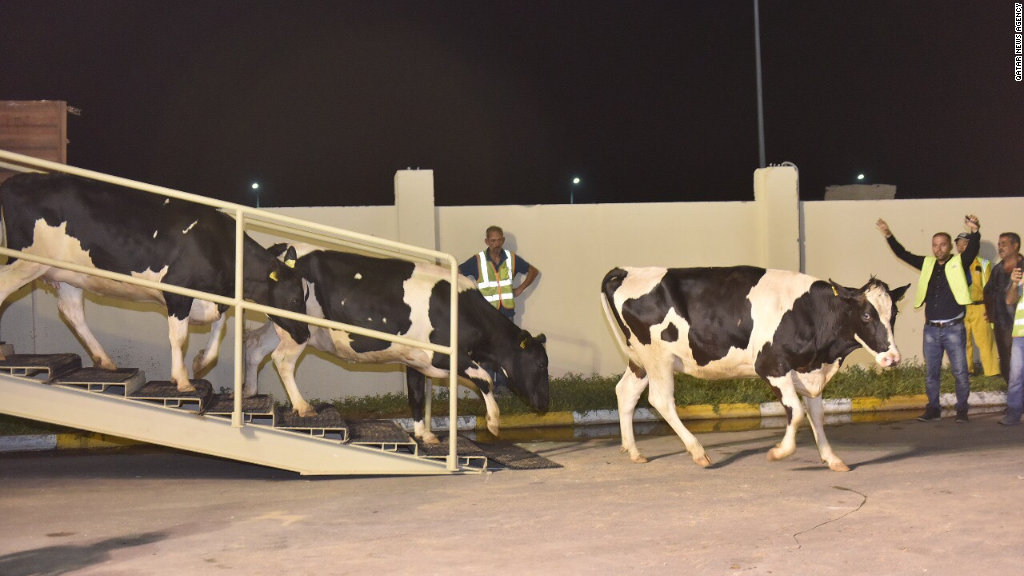 Watch Qatar fly in cows to ease milk shortage