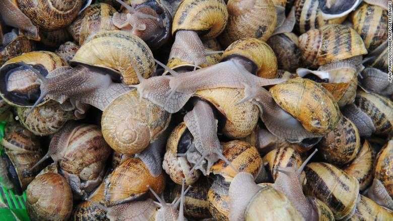 snails farm france