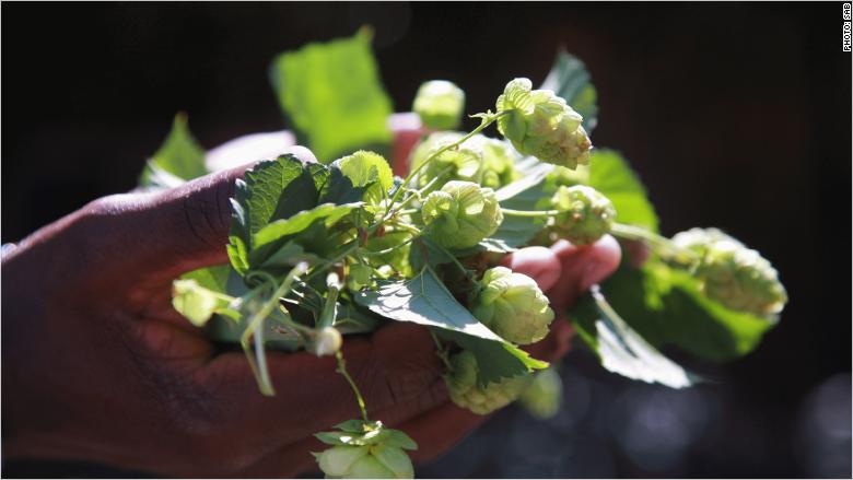 south africa hops