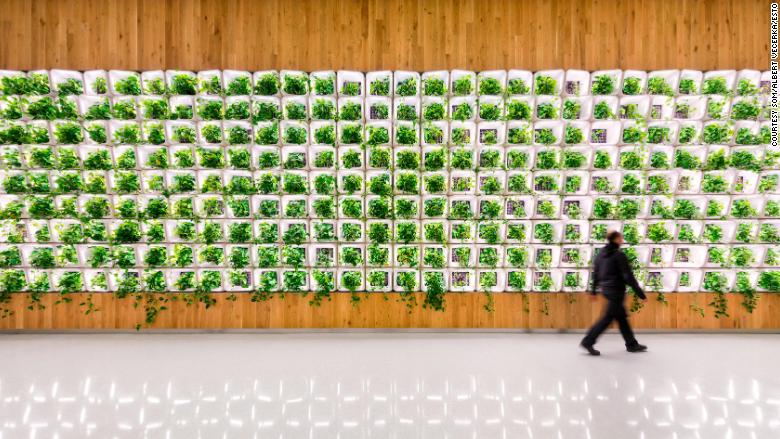 living wall som