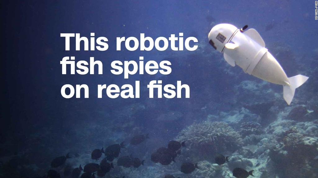 This robotic fish spies on real fish