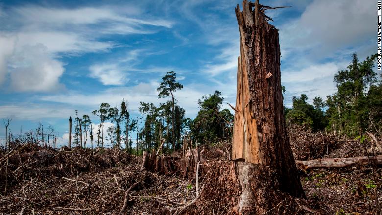 palm oil deforestation 